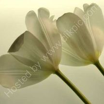 Transparent Tulips (Sepia)