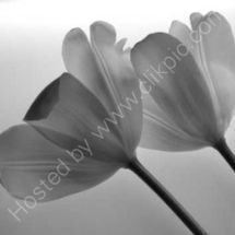 Transparent Tulips