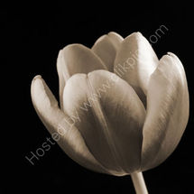 Tulip, Sepia