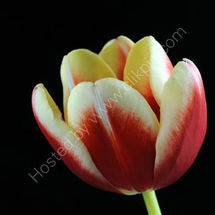 Tulip