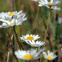 White Daisies