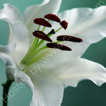 White Lily2