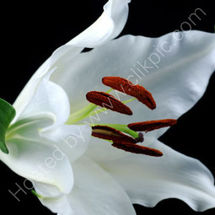 White Lily 1