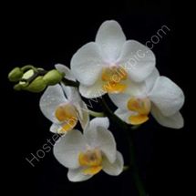 Phalaenopsis