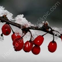 Winter Berries