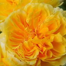 Yellow Rose
