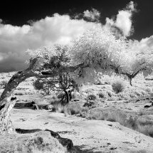 Near Vitifer Tin Mine