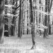 Infrared woodland
