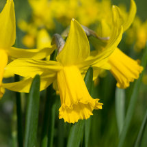 Spring daffs