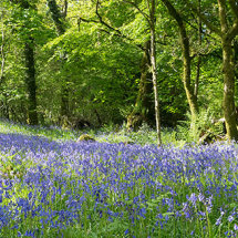 Bluebell glade