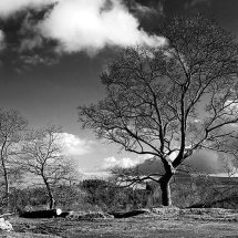 Trees at Burrator