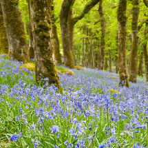 Bluebells