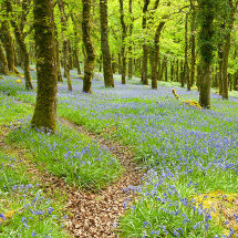 Cadworthy bluebells