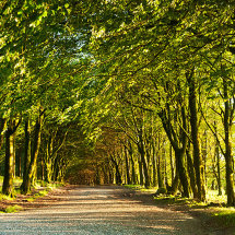 Tree tunnel