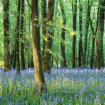 Evening bluebells
