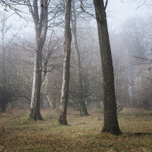 Misty trees