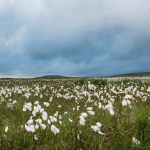 Dancing cotton grass