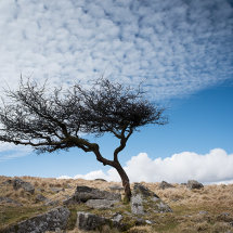 Windshaped tree