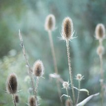 Teasel study