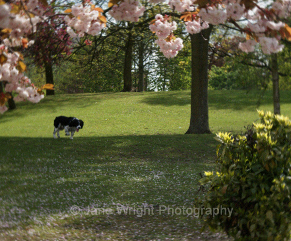 Dog in blossom