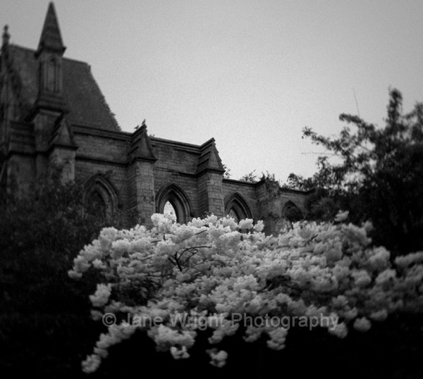 White blossom beside an abandoned church