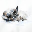 Sleepy £1.75 Tabby cat, cat lovers, birthday card, thank you, best friend, greeting card, watercolor, fine art, cute birthday card, pet