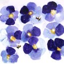 Pansies & Bees Greeting Card £1.75 happy birthday, card for her, wife, mother, daughter, bees, pansies, get well, thank you, large, blank inside,