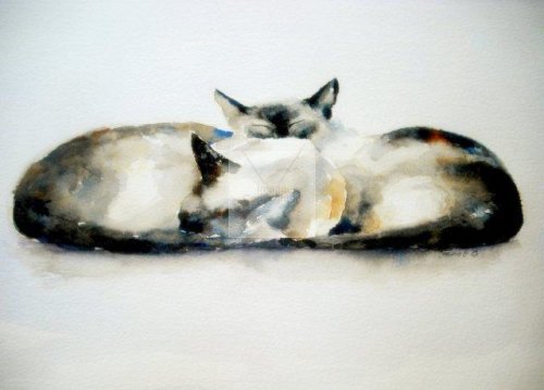 burmese, siamese cat, cat lover, painting, fine art, watercolour, watercolor, sleeping cats