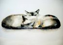Bruno and Wooster £1.75 Burmese, cats, chocolate, cute, siamese, pet, animals, birthday, greeting card, watercolour