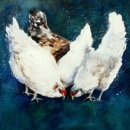 'Chicken Feed' Greeting Card £1.75