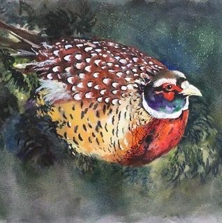 Christmas card, pheasant, birds, game, square blank card, wildlife, woodland creature, undergrowthcolourful, greetings, birthday, seasonal, greetings card