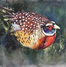 The Hedgerow. £1.75 Birthday card for him, her, uncle, brother, husband, dad, father, son, pheasant, wildlife, happy birthday, thank you,greetings, friend, card, fine art, watercolor, blank inside, large square, quality