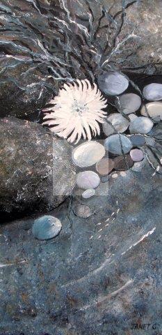 Sea Anemones and Pebbles