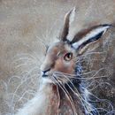 Twilight £350 hare, watercolor, watercolour, art, wildlife, contemporary, art,