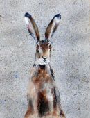 Sit Up £225 Hare, wildlife, watercolor, art, watercolour, animals, original artwork, contemporary artwork, cute wildlife creatures, animals