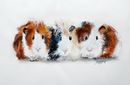 'Guinea Pigs' £275 guinea pigs, watercolour, quirky, funny, painting, fine art, original animal artwork, contemporary, award winning artist, framed artwork, pets, children's bedrooms, fun artwork,