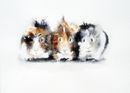 'Guinea Pigs' £65 guinea pigs, pets, cute, art, watercolour, giclée, print, animals, quirky contemporary art,