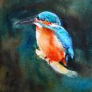 Kingfisher II £1.75 kingfisher, birthday, male, card, greetings, wildlife, art, contemporary