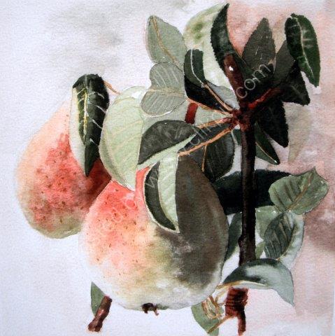 'Pears' Greeting Card £1.75