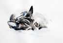 'Sleepy' £65 giclée, art, cat, watercolour, sleeping, contemporary, cute, tabby, painting, fine art, print