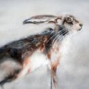 'Hare on the Hill' Greeting Card £1.75 hare, animal, card for her, female, mother, mum, sister, wife, happy birthday, thank you, greetings, friends, fine art, cute, for sale, buy, blank inside, large, square, quality, beautiful