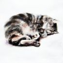 'Tabby' £75 tabby, cat, sleeping, cute, art, giclee, watercolour, print, fine art, contemporary, cute, beautiful illustration, cat lovers, painting, tortoise shell, fluffy