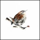 Wren & Ladybird £1.75 happy birthday, thank you, blank inside, get well, wren, birds, wildlife, blank inside, large square card, watercolor, fine art, cute, beautiful, ladybird, for him, her, sister, mum, mother