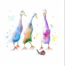 'Just Passing' Greeting Card £1.75 card for her, mother, mum, sister, female, wife, ducks, happy birthday, thank you, greetings, friendship, watercolor, contemporary, funny, cute, for sale, buy, blank inside, large, high quality, designer, beautiful, pink, colorful
