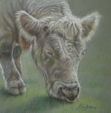 Charolais Bull