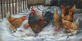 Chickens in the snow
