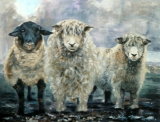 Dartmoor Trio