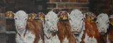 Hereford calves