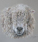 Grey-faced Dartmoor Sheep