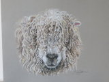 Grey-faced Dartmoor sheep
